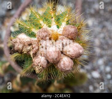 Nahaufnahme des stacheligen, wolligen Kaktus Eriocephala Magnifica, einer einheimischen Pflanze aus der familie der cactaceae aus Südamerika Stockfoto