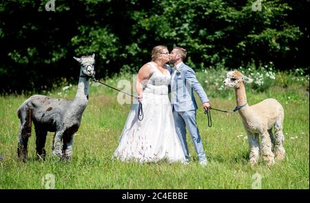 Langenhagen, Deutschland. Juni 2020. Sina und Marcel Reichardt, ein Ehepaar aus Wedemark, stehen auf einer Weide mit den Alpakas Kiowa (l) und Nacho. Das Paar hat eine Hochzeitsfeier auf einem Alpaka Gestüt gebucht und feiert mit den Tieren ihre standesamtliche Trauung. Quelle: Hauke-Christian Dittrich/dpa/Alamy Live News Stockfoto