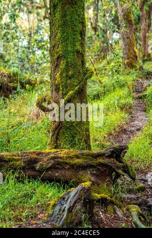 Vertikale Aufnahme eines mit Moos bedeckten Baumstammes Stockfoto