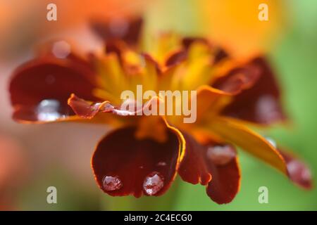 Nahaufnahme der Ringelblume mit Regentropfen auf Blütenblättern Stockfoto