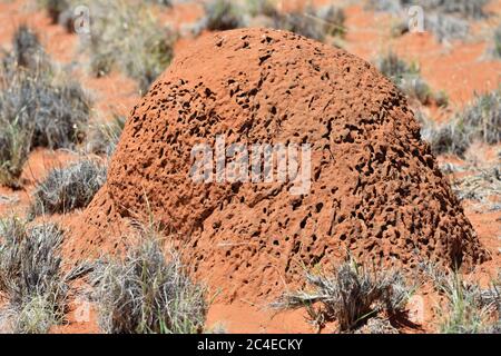 Riesiger roter, oranger Termitenhügel, der bei Sonnenaufgang in der Kalahari Wüste in Afrika, Namibia, gezeigt wird Stockfoto