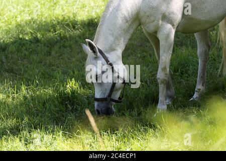 Pferde grasen im Sommer auf der Wiese Stockfoto