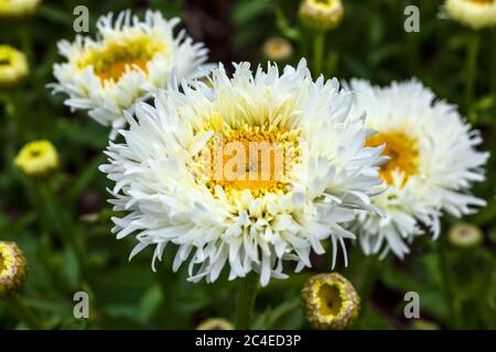 Leucanthemum x superbum 'Engelina' eine im Frühling Sommer blühende Pflanze, die allgemein als Shasta Daisy bekannt ist Stockfoto