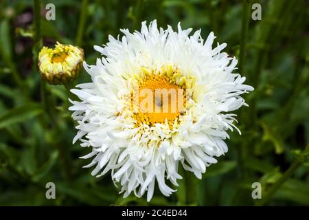 Leucanthemum x superbum 'Engelina' eine im Frühling Sommer blühende Pflanze, die allgemein als Shasta Daisy bekannt ist Stockfoto