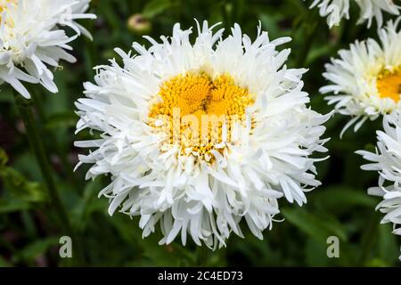 Leucanthemum x superbum 'Engelina' eine im Frühling Sommer blühende Pflanze, die allgemein als Shasta Daisy bekannt ist Stockfoto