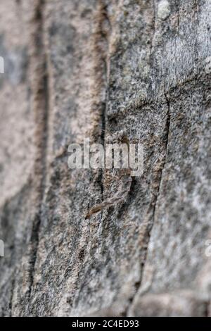 Eurybrachyide Nymphe. Planthopper auf einem Palmenstamm. Eurybrachy Stockfoto