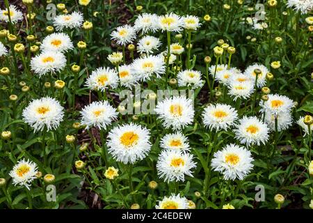 Leucanthemum x superbum 'Engelina' eine im Frühling Sommer blühende Pflanze, die allgemein als Shasta Daisy bekannt ist Stockfoto