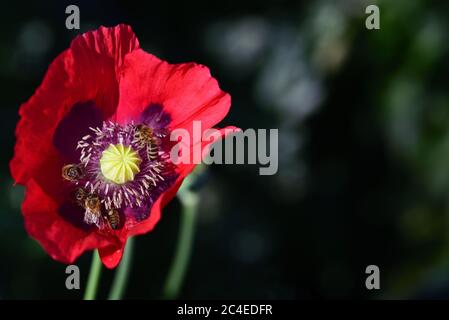 Nahaufnahme einer roten Mohnblume mit Pollen und mehreren Bienen auf der Suche nach Nahrung Stockfoto