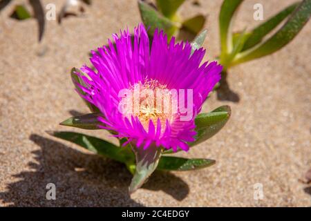 Nahaufnahme einer roten Hottentot-Feigenblume aus der Wüste des Korission-Sees in Korfu, Griechenland Stockfoto