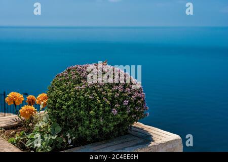 Lila Blüten von Thymus vulgaris Sträucher als Common Thymian bekannt, Garten Thymian, . Thymian vor dem türkisfarbenen Meer auf Kap Fiolent, Krim. Der Stockfoto