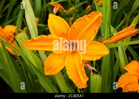 Hemerocallis 'Burning Daylight' eine frühlingsblühende Pflanze, die allgemein als Taglilie bekannt ist Stockfoto