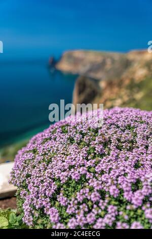 Lila Blüten von Thymus vulgaris Sträucher als Common Thymian bekannt, Garten Thymian, . Thymian vor dem türkisfarbenen Meer auf Kap Fiolent, Krim. Der Stockfoto