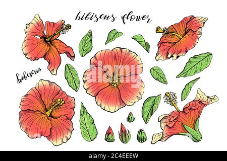 Set von Hand gezeichneten Hibiskusblüten Cliparts. Florale Designelemente. Isoliert auf weißem Hintergrund. Vektor Stock Vektor