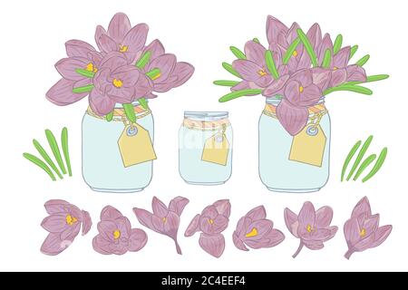 Handgezeichnete Krokus Blumen in Einmachglas Cliparts Set. Element im floralen Dessin. Isoliert auf weißem Hintergrund. Vektor Stock Vektor