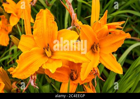 Hemerocallis 'Burning Daylight' eine frühlingsblühende Pflanze, die allgemein als Taglilie bekannt ist Stockfoto