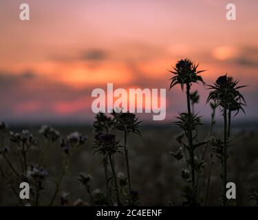 Nahaufnahme von stacheligen Blumen während des Sonnenuntergangs mit einem verschwommenen Hintergrund Stockfoto