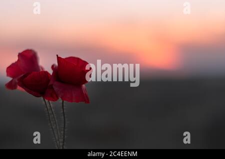 Nahaufnahme von roten Mohnblumen während des Sonnenuntergangs mit einem verschwommenen Hintergrund Stockfoto