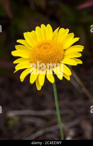 Cota tinctoria (Anthemis tinctoria) 'Golden Rays' eine goldgelbe krautige Sommerblüte im Frühling, die allgemein als Färberkamille bekannt ist Stockfoto