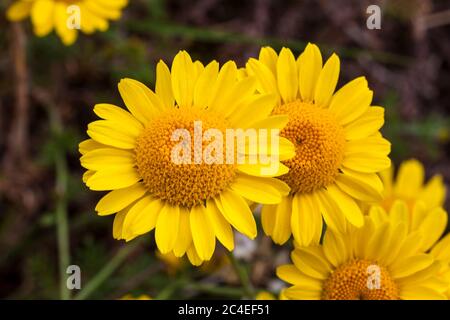 Cota tinctoria (Anthemis tinctoria) 'Golden Rays' eine goldgelbe krautige Sommerblüte im Frühling, die allgemein als Färberkamille bekannt ist Stockfoto