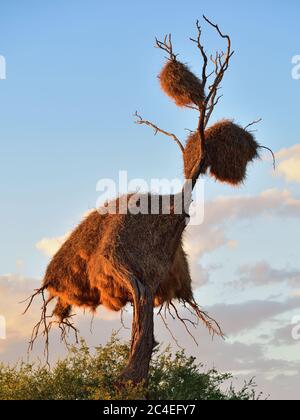 Großes Nest auf dem toten Treein die Kalahari Wüste bei Sonnenuntergang. Pflanzen der Gattung Alhagi werden auch manchmal Kameldornen oder Kameldornen oder Giraffen genannt Stockfoto