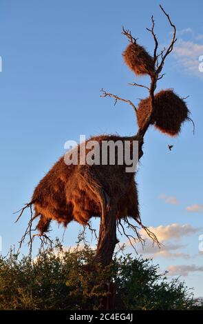 Großes Nest auf dem toten Treein die Kalahari Wüste bei Sonnenuntergang. Pflanzen der Gattung Alhagi werden auch manchmal Kameldornen oder Kameldornen oder Giraff genannt Stockfoto