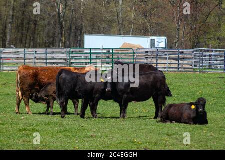 Gruppe von Grass Fed Rind Rinder auf Weide Stockfoto