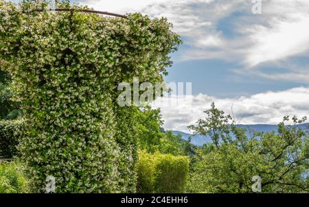 Gemeinsame (officinale) Jasminpflanzen im Garten von Südtirol, Trentino-Südtirol, Norditalien Stockfoto