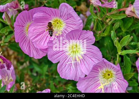 Biene und schöne Blumen Rosa Nachtkerze in der Nähe des Meeres in Griechenland. Stockfoto