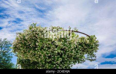 Gemeinsame (officinale) Jasminpflanzen im Garten von Südtirol, Trentino-Südtirol, Norditalien Stockfoto