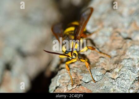 Hornet Moth (Sesia apiformis), die auf einem Baumstamm ruht Stockfoto