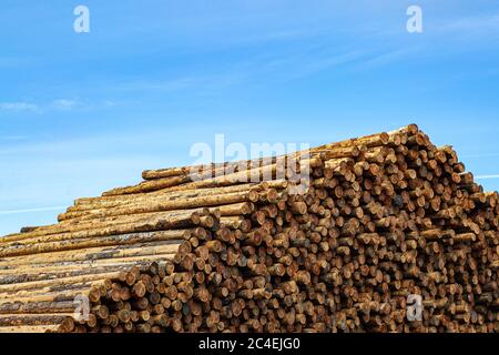 Eine Fülle von vorbereiteten Baumstämmen in einem Holzhof Stockfoto