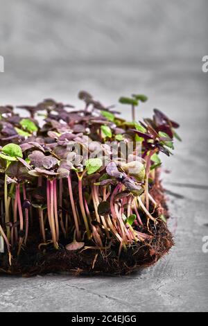 Rotkohl, frische Sprossen und junge Blätter Vorderansicht über grau. Gemüse und mikrogrün. Auch Purpurkohl, rote oder blaue Kraut. Makrofoto Stockfoto