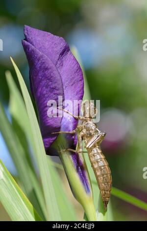 Southern Hawker Libelle (Aeshna cyanea) Leere Nymphenhaut auf einer Irisblume, nachdem der Erwachsene aufgetaucht ist Stockfoto