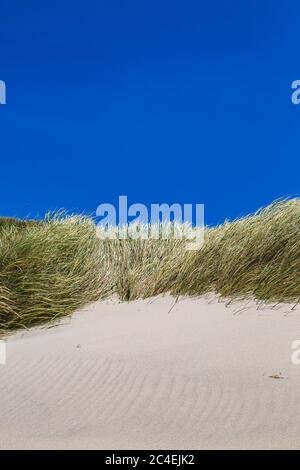 Marram Gras bedeckten Sanddünen entlang der Küste von Oregon Stockfoto
