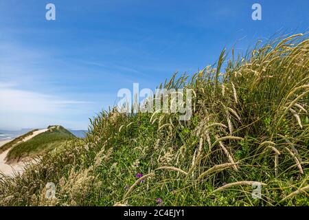 Hohe Gräser wachsen an einem sonnigen Sommertag auf Sanddünen an der Küste von Oregon Stockfoto