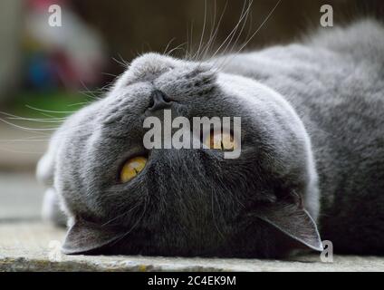 Britische blaue Katze genießen den warmen Sommerabend draußen Der Garten Stockfoto