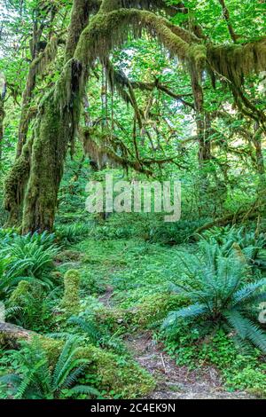 Ein Weg durch die Hall of Mosses im üppigen Hoh Regenwald im Olympic National Park Stockfoto