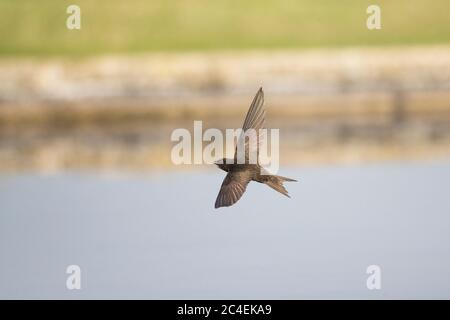 Mauersegler (Apus apus) Stockfoto