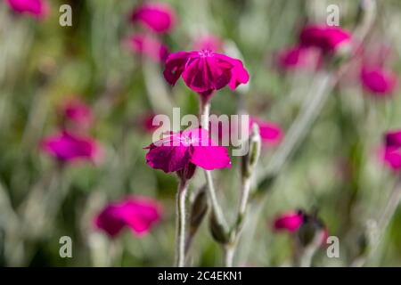 Eine Nahaufnahme von hübschen rosa Blüten, mit einer geringen Schärfentiefe Stockfoto