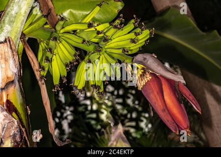 Banane (Musa acuminata 'Zwerg Cavendish') Stockfoto