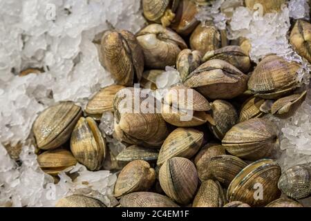 Muscheln auf Eis zum Verkauf auf einem Marktstand Stockfoto