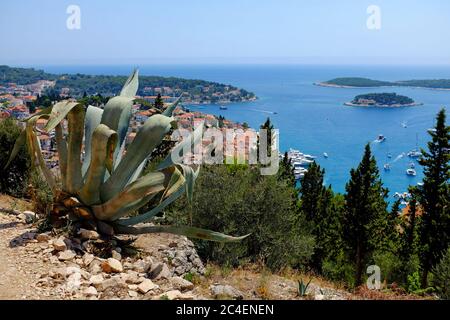 Hvar Hafen von der spanischen Festung mit einer Agave im Vordergrund. Hvar ist eines der beliebtesten touristischen Destinationen in Kroatien Stockfoto