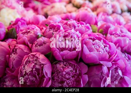Ein Vollformat-Foto von schönen rosa Pfingstrosen zum Verkauf auf einem Marktstand Stockfoto