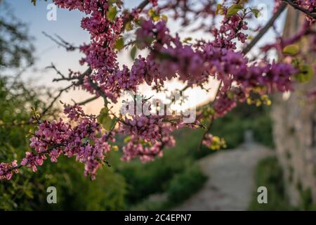 Cercis siliquastrum oder Judas Baum, Zierbaum blüht mit schönen tiefrosa farbigen Blüten im Frühjahr. Östlicher Rotkenknospen Baum blüht ein Stockfoto