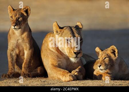 Eine Löwin mit Jungen (Panthera leo) im frühen Morgenlicht, Kalahari Wüste, Südafrika Stockfoto