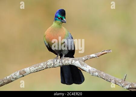 Bunte violett-Crested turaco (Tauraco porphyreolophus), Südafrika Stockfoto