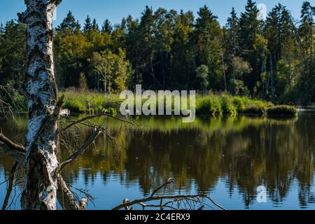 Fantastische Wanderung durch das Naturschutzgebiet Pfrunger-Burgweiler-Ried im Herbst Stockfoto