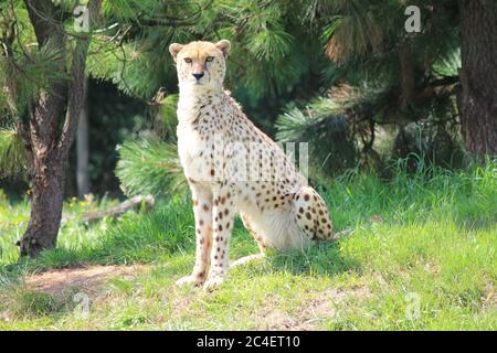 Gepard im Overloon Zoo Park Stockfoto