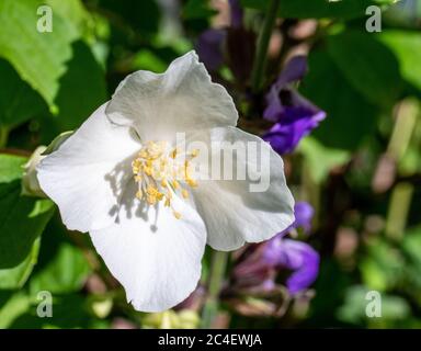 Jasminblüte wächst auf dem Busch im Garten mit Sonnenstrahlen und Bokeh Stockfoto