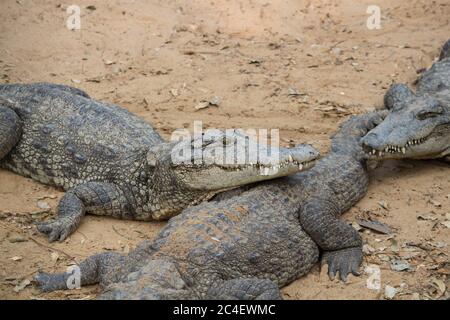 Krokodile liegen auf einer Oberfläche Stockfoto